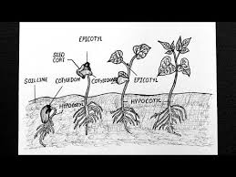 A bean is the seed of one of several genera of the flowering plant family fabaceae, which are used as vegetables for human or animal food. Diagram Of Germination And Seeding Development In Bean How To Draw Germination Of Seeds Diagram Youtube Diagram Drawings Germination