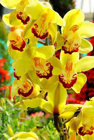 Yellow Cymbidium Orchid Cymbidium Orchids Orchids Orchid Flower