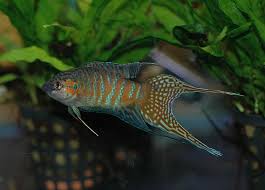 7 Easy Coldwater Aquarium Fish Aquarium Fish Fish Dwarf Puffer Fish
