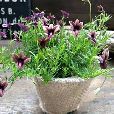 Image result for Monopsis