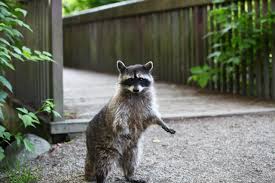 racoon