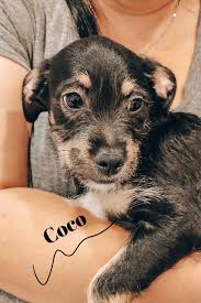 Pets needing foster care (139). Meet Coco Pet Adoption Small Dog Adoption Sick Pets