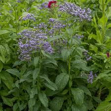 Image result for Heliotropium