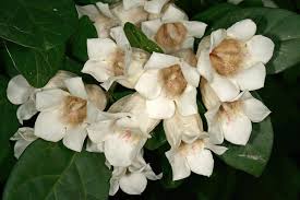 Image result for Rothmannia globosa