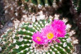 Sangita flower nursery, darjeeling, west bengal. Flower Nurseries 2021 2 Top Things To Do In Kalimpong West Bengal Reviews Best Time To Visit Photo Gallery Hellotravel India