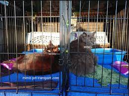 Petfirst class pet transport is our luxury service for your furry loved ones. Mimi S Pet Transport Usa Safest Private 48hr Ground Transportation