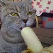 Animated Cat Gif Amazing Cat Eating His Daily Banana Mmmm Delicious Cat Gif Best Cat Gifs Cats
