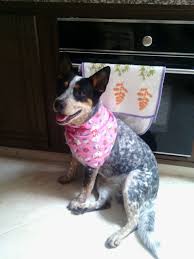 Black And White Spotted Blue Heeler Frida Heeler Puppies Australian Cattle Dog Blue Heeler Forever Puppy