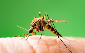 We have 1 truly nolen pest control locations with hours of operation and phone number. Pest Library A Guide To Common Pests In Melbourne Fl
