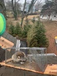 We specialize in safe and effective solutions to maryland critter problems. Raccoon Pest Control In Baltimore Maryland