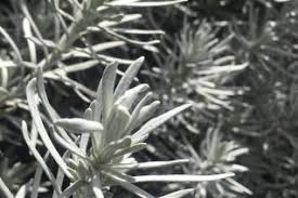 Image result for Helichrysum lineare