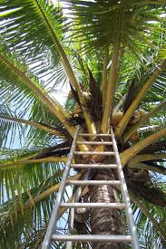 Surinam Where My Roots Are