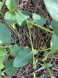 Image result for Commelina nyasensis