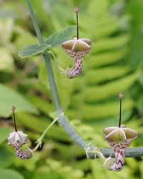 Image result for Ceropegia haygarthii