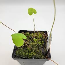Image result for Utricularia welwitschii