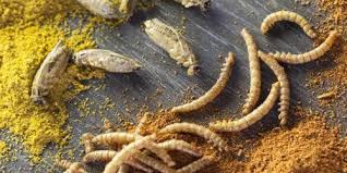 Les Insectes Arrivent Dans Vos Assiettes