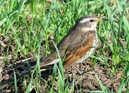 Image result for トラツグミ