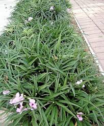 Buy katie purple dwarf mexican petunia online. Gardeners Dirt Prolific Mexican Petunias Home And Garden Victoriaadvocate Com