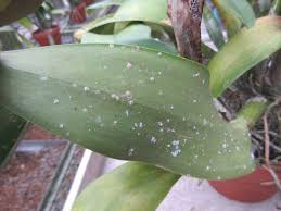 Image result for scale on plant