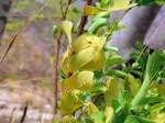 Image result for Olax obtusifolia