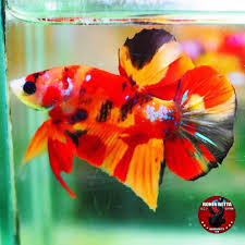 Ultimate Dream Betta B90 Code Ultra Rare Super Premium Diamond Amazing Nemo Koi Line Male Medium Mind Blowing Colors Koi Betta Betta Betta Fish