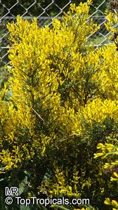 Image result for Genista