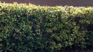 When it comes screen protection, 3m is renowned for the many different line of products it offers. Great Screening Shrubs For North Texas When Privacy Matters Fort Worth Star Telegram