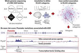 Prevalence of autism spectrum disorder among children aged 8 years — autism and developmental disabilities monitoring network, 11 sites, united states, 2014. Genome Wide De Novo Risk Score Implicates Promoter Variation In Autism Spectrum Disorder Science