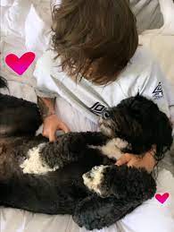 Fanpop community fan club for louis tomlinson fans to share, discover content and connect with other fans of louis tomlinson. Pin On Louis William Tomlinson