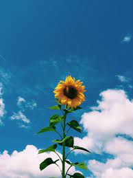 You can also upload and share your favorite aesthetic sunflower wallpapers. 48 Clouds Sunflower Aesthetic Wallpapers On Wallpapersafari