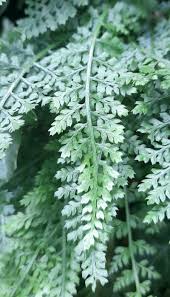 Image result for Asplenium normale