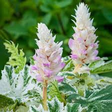 Image result for Acanthus