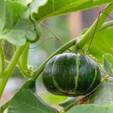 Image result for Cucurbita maxima