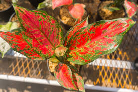 Bunga sri rejeki atau nama kerennya adalah bunga aglaonema ini ternyata banyak diincar oleh para penggemar tanaman untuk dikembangbiakkan. 9 Jenis Aglonema Dengan Corak Daun Yang Cantik Halaman All Kompas Com