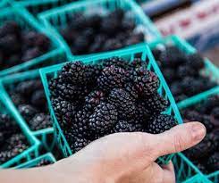 3 Power Foods That Will Change The Way You Eat During Pregnancy Sustainable Food Center