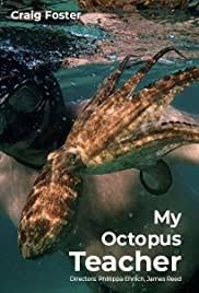 Ten years in the making, my octopus teacher began as a personal video project by south african filmmaker craig foster to rekindle his. My Octopus Teacher 2020 Imdb