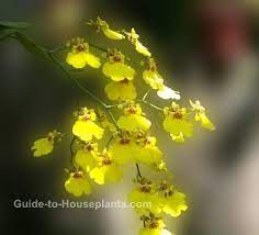 Why are the leaves on my dancing lady orchid turning yellow? Oncidium Orchid Care Tips Dancing Lady Orchid
