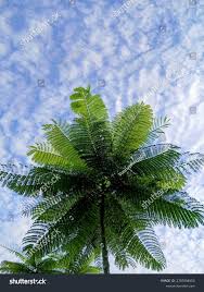 Image result for Schizolobium parahyba