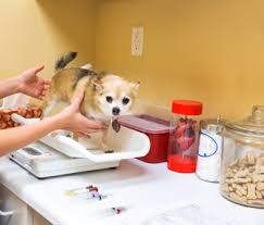 My pets vet is an animal hospital with a combination of expertise, compassion and advocacy for our patients and their families serving the long island area of huntington, ny. Maintaining Healthy Weight For Pets Pet Weight Loss Ideas Vet Advice Resources