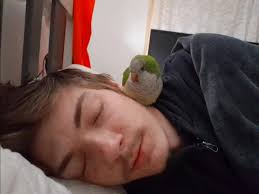 How to find a lost agapornis bird in Queensland?