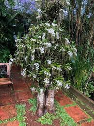 Image result for Rangaeris