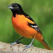 Birds That Look Like Orioles Pin On Birds My Feathered Friends