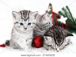 I don't mean the bratty i want a kitten. Kittens Christmas Image Photo Free Trial Bigstock