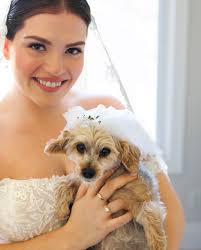 Janine Furtado 🌿 Wedding Photographer Toronto (@janinefurtado.photoco) ·  Instagram 照片和视频