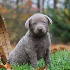 Below is a sample search of our golden retriever breeders with puppies for sale. 8 Best Red Golden Retriever Breeders In The Usa 2021 We Love Doodles