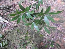 Image result for Actinodaphne