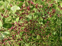 Image result for Salvadora