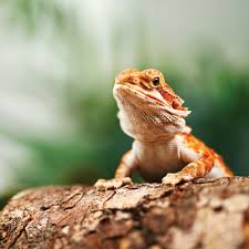 Baby dragons the hatching, feeding, and caring of babies and juveniles. Bearded Dragons For Sale Buy Live Bearded Dragons For Sale Petco