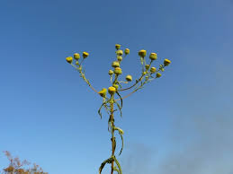 Image result for Pentanema indicum