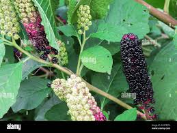 Image result for Phytolacca